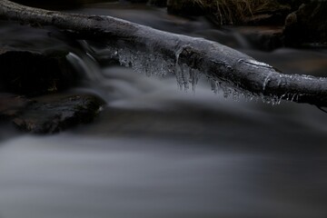 Close-up shot of a frozen tree branch in a river