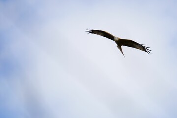 Close-up shot of a hawk flying in the sky
