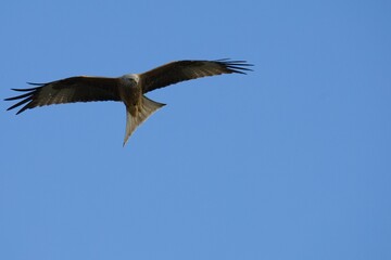 Obraz premium Close-up shot of a hawk flying in the sky