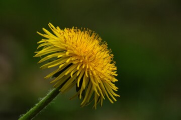 Closeup shot of a common dandelion flower.