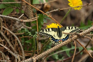 Old world swallowtail butterfly on a dandelion.