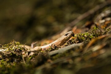 Slow worm crawling on the ground.