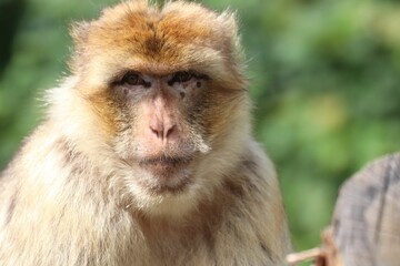 Closeup shot of a Barbary macaque.
