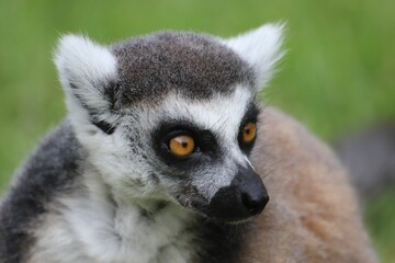 Closeup shot of a cute lemur.