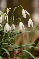 Vertical closeup shot of beautiful snowdrop flowers.