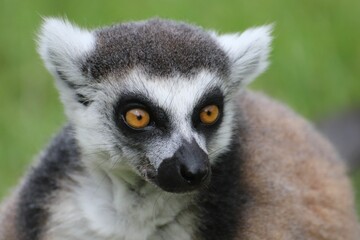Closeup shot of a cute lemur.