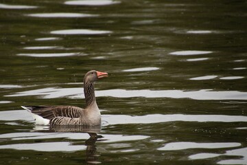 Obraz premium Closeup shot of the goose swimming in the water