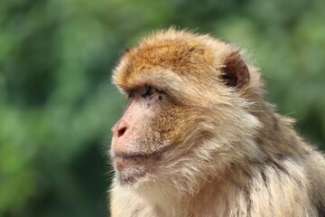 Closeup shot of a Barbary macaque.