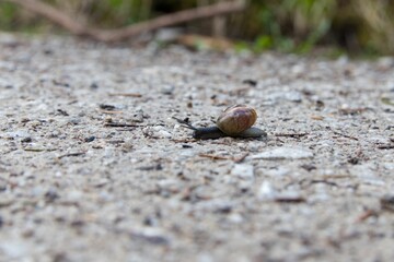 Closeup shot of a snail crawling on the rough ground on an isolated background