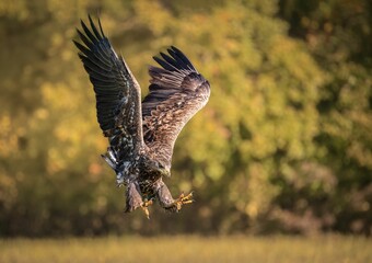 Closeup of a golden eagle flying over a field with its wings wide open
