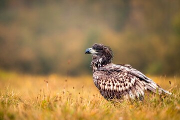 Closeup of a golden eagle standing in a green field
