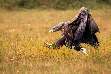 Closeup of a golden eagle flying over a field ready to land