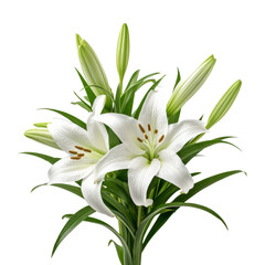 Fototapeta na wymiar Easter Lily Ornamental Plants flower isolated on white background png.