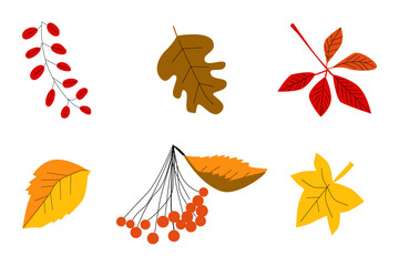 Fototapeta na wymiar set of autumn leaves with rowanberry colourful