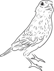 Vector of hand draw coloring bird