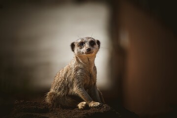 Closeup shot of the meerkat standing on a rocky surface