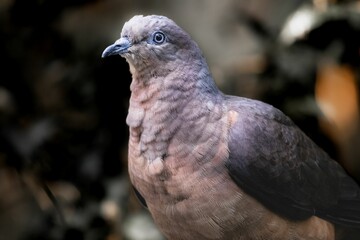 Closeup shot of a beautiful pigeon