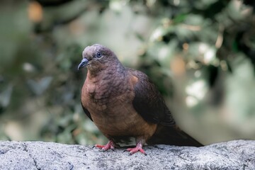 Closeup shot of a beautiful pigeon