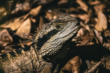 Closeup shot of a lizard in its natural habitat