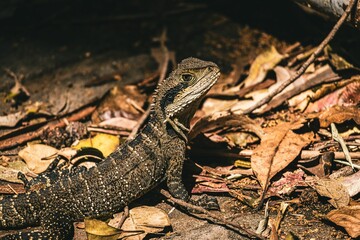 Closeup shot of a lizard in its natural habitat