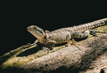 Closeup shot of a lizard in its natural habitat