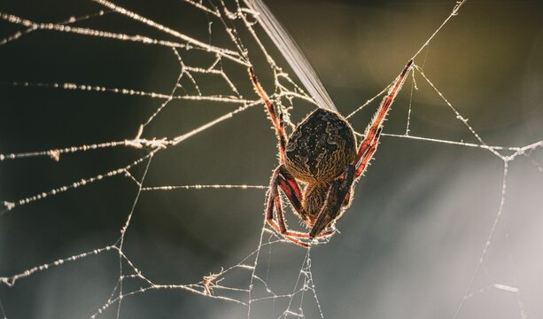 Selective focus shot of a spider sewing a web