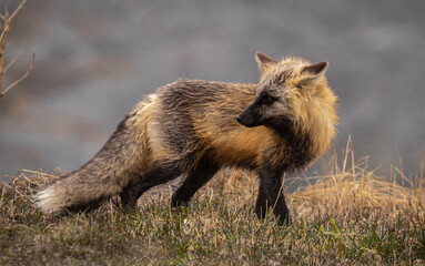 Close-up red fox