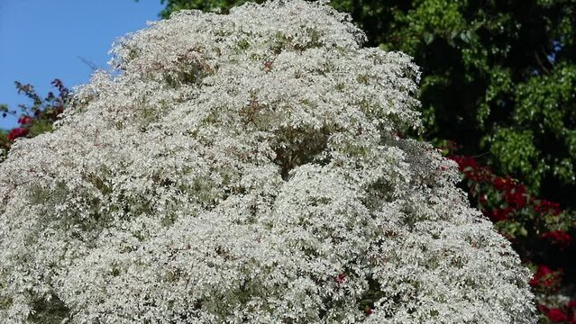 White leaf plant known as "noivinha" Euphorbia leucocephala. of the Brazilian cerrado in panoramic video, swaying with a gentle and relaxing wind.Bras&iacute;lia DF