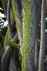 Tree branch covered with moss in closeup