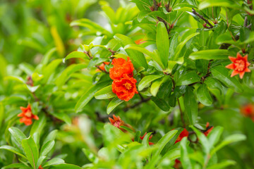 Red pomegranate flowers on pomegranate blossoming tree in the garden. Bright red Punica granatum blooms in summertime. Cyprus