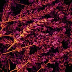 Fototapeta premium Close-up shot of purple lavender flowers for backgrounds