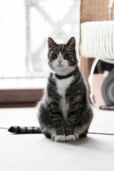 Closeup shot of a cute tabby cat wearing a collar. Domestic cat looking at the camera