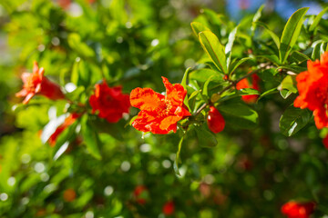 Red pomegranate flowers on pomegranate blossoming tree in the garden. Bright red Punica granatum blooms in summertime. Cyprus