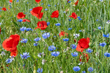 Mohnblumen