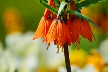 Crown imperial flowers growing in a garden