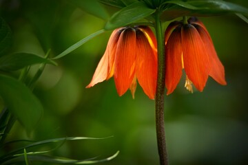 Beautiful shot of an orange Crown Imperial (Fritillaria imperialis) on a blurry background