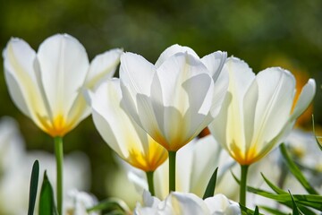 Close-up of beautiful spring-blooming white tulips in the blurry background