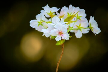 Closeup of cherry blossom flowers on a blurred background