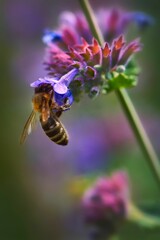 Vertical shot of a honey bee on woodland sage growing in a field