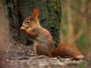 Closeup of a cute squirrel eating a nut