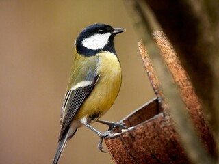 Close-up of a Great Tit (Parus major) on a blurry background