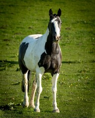 Fototapeta na wymiar Beautiful closeup of a horse standing in a field