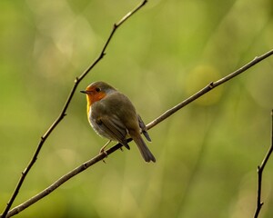 Closeup shot of a Robin bird on a tree branch with blurry background