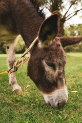 Fototapeta premium Vertical closeup shot of a cute donkey grazing