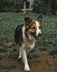 Vertical closeup shot of a cute dog walking in the park