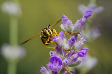 Closeup of a bee on a lavender plant
