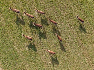 Top view of wild deer in a field © Aleš Bílek/Wirestock Creators