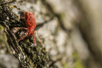 Mite perching on wood