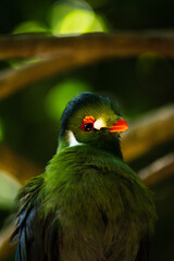 Portrait of an exotic bird