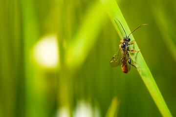 Close-up shot of a rider (Ichneumon) on a plant leaf